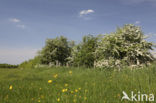 Hawthorn (Crataegus )