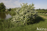 Hawthorn (Crataegus )