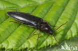 Melanotus rufipes