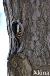 Middelste Bonte Specht (Dendrocopos medius)