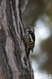 Middelste Bonte Specht (Dendrocopos medius)