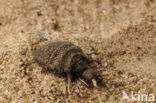 Ant-Lion (Myrmeleon formicarius)