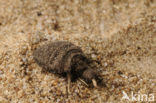 Mierenleeuw (Myrmeleon formicarius)