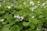 Marsh Violet (Viola palustris)