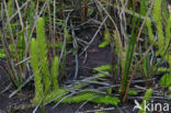 Marsh Clubmoss (Lycopodiella inundata)