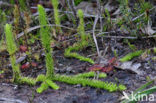 Marsh Clubmoss (Lycopodiella inundata)