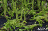 Marsh Clubmoss (Lycopodiella inundata)