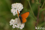 Scarce Copper (Lycaena virgaureae)