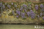 Muurleeuwenbek (Cymbalaria muralis)