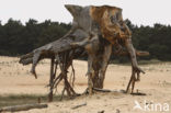 Nationaal Park De Hoge Veluwe