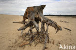 National Park De Hoge Veluwe