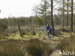 Nationaal Park Drents-Friese Wold