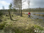 National Park Drents-Friese Wold