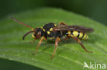 Nomada melathoracica