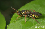 Nomada melathoracica