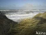 Northsea