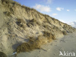 Noordzee