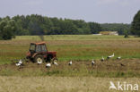 White Stork (Ciconia ciconia)