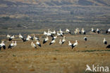 White Stork (Ciconia ciconia)