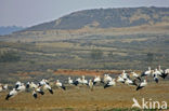 White Stork (Ciconia ciconia)