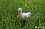 Ooievaar (Ciconia ciconia)