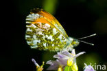 Oranjetipje (Anthocharis cardamines)