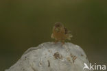 Ortolaan (Emberiza hortulana) 