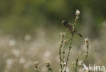 Paapje (Saxicola rubetra) 