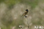 Whinchat (Saxicola rubetra)