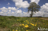 Paardenbloem (Taraxacum spec.)