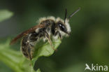 Paardenbloembij (Andrena humilis) 