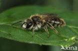 Paardenbloembij (Andrena humilis) 