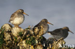 Purple Sandpiper (Calidris maritima)