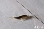 Silverfish (Ctenolepisma longicaudatum)