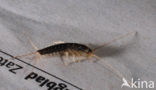 Silverfish (Ctenolepisma longicaudatum)