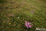 Peacock-Eye Pink (Dianthus pavonius)