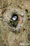 Blue Tit (Parus caeruleus)