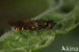 Prachtwapenvlieg (Chloromyia formosa)