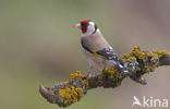 European Goldfinch (Carduelis carduelis)