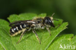 Sleepy Carpenter Bee (Chelostoma florisomne)