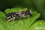 Ranonkelbij (Chelostoma florisomne) 