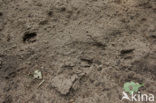 Roe Deer (Capreolus capreolus)
