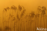 Common Reed (Phragmites australis)