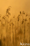 Common Reed (Phragmites australis)