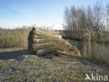 Riet (Phragmites australis)