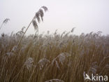 Riet (Phragmites australis)