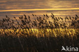 Common Reed (Phragmites australis)