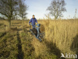 Riet (Phragmites australis)