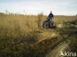 Riet (Phragmites australis)