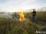 Riet (Phragmites australis)